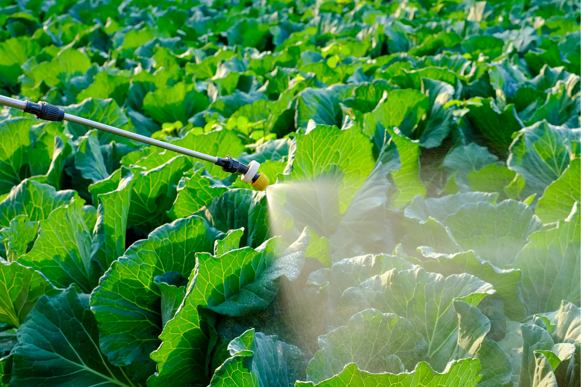 Fertilizer & Agrochemicals